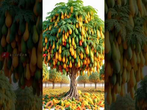 , title : 'Fast and best method for growing papaya trees from seeds.#gardeningtips'