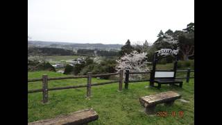 【いすみ市・散歩 】〔 万木城跡公園 その❶〕※ 2026 年 04 月 05 日（日）