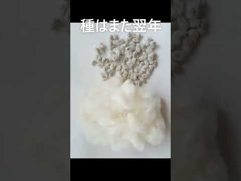園芸 ワタ草、ワタ草、綿花