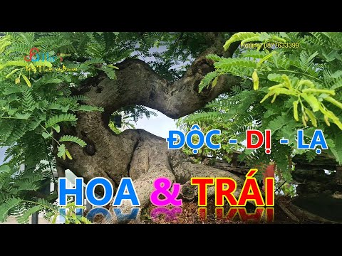 Tìm hiểu phong cách chơi Bonsai Hoa Trái độc dị lạ của anh Bình Hà Nội Và Tôi