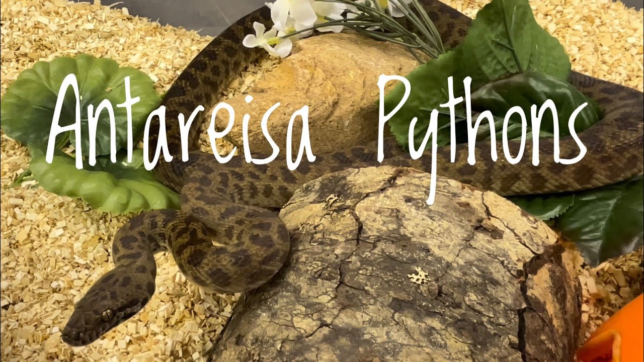 Species Spotlight- Childrens &Spotted Pythons