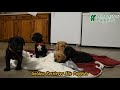 Mixed Breed dogs for sale: Mickey - Video 1