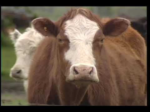 Raw footage of 587 steam locomotive in Noblesville, Indiana