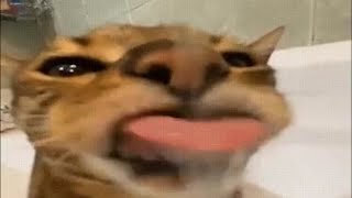 Silent Clubstep 18% or smth idk