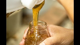 Harvesting honey - A comprehensive run through