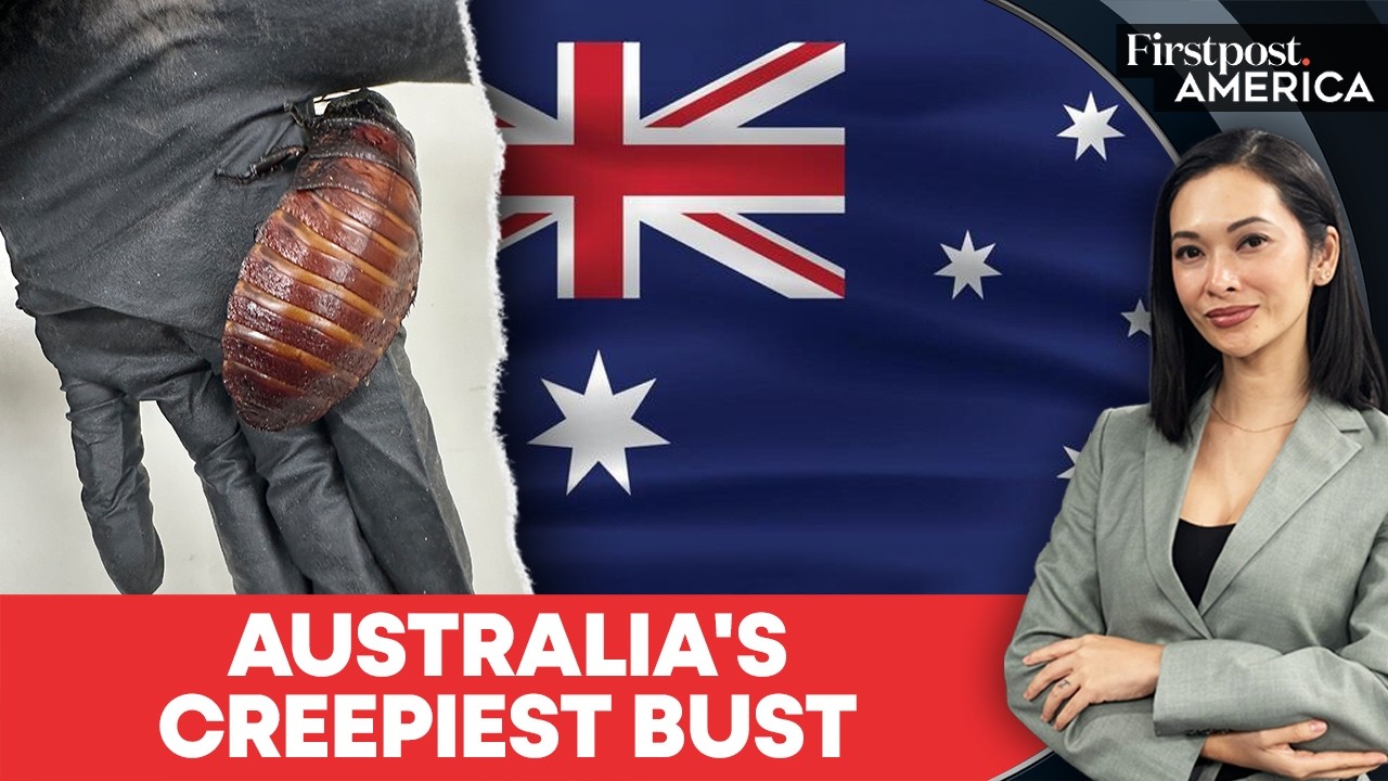 100,000 Illegal Exotic Cockroaches Seized In Australia's Biggest Wildlife Bust | Firstpost America