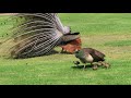 Peacock Wants To Mate With Peahen Momma
