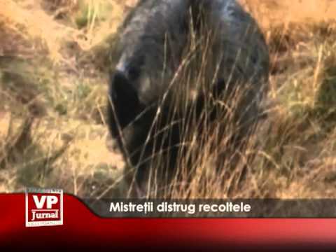 Mistreții distrug recoltele