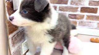 ボーダーコリーの動画01