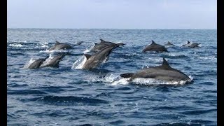 preview picture of video 'TTA 5| Lumba-lumba Teluk Kiluan Lampung ~ Tour Dolphin Teluk Kiluan ~ Travelling'