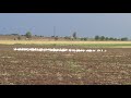Pelicanii La Agigea