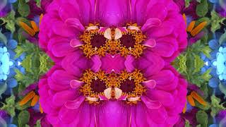 Come Back Baby + One Scotch [etc.] by Bert Jansch, (Moraga Hall, Santa Cruz, CA  7-8-78)