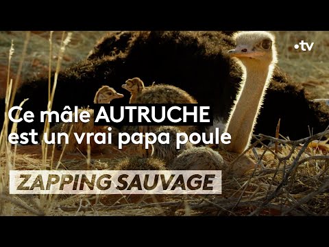 Ce mâle autruche est un vrai papa poule - ZAPPING SAUVAGE
