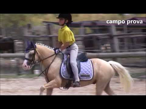 gara salto ad ostacoli con Tobin - 15/07/2017 - LP 60