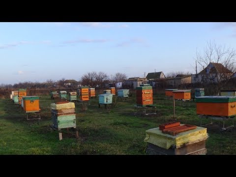 Зима а пчела на облёте на пасике