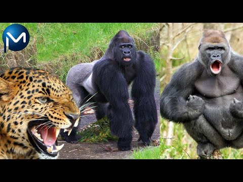 Quais São os Predadores do Gorila e seus Inimigos Naturais?