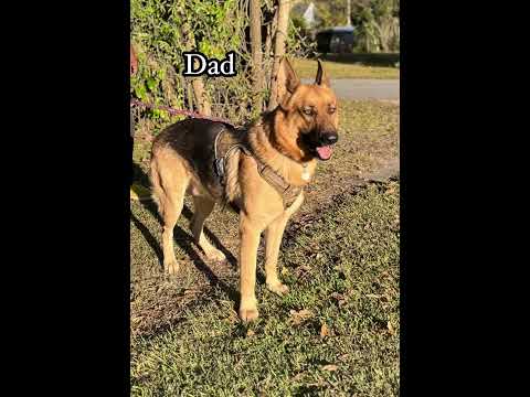 Hoobly Nc German Shepherd