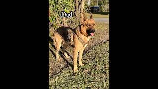 Meet Sandy, a sweet and energetic German Shepherd puppy from Trenton, North Carolina! 🐾❤️