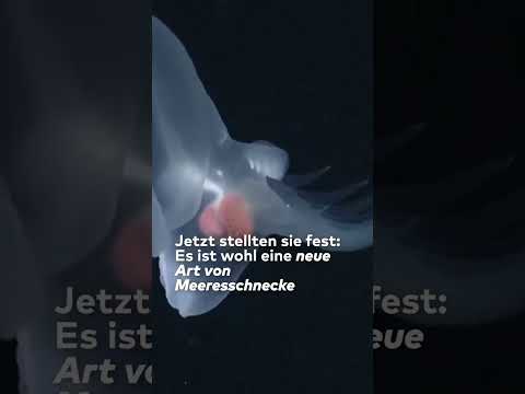 MYSTERIÖSES WESEN: Forscher entdecken Meeresschnecke – Rätsel nach 20 Jahren gelöst!  I #shorts
