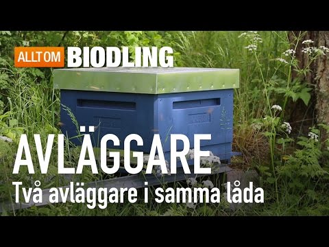 Avläggare - Två avläggare i samma låda