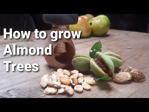 How to grow Almond Trees - in the UK