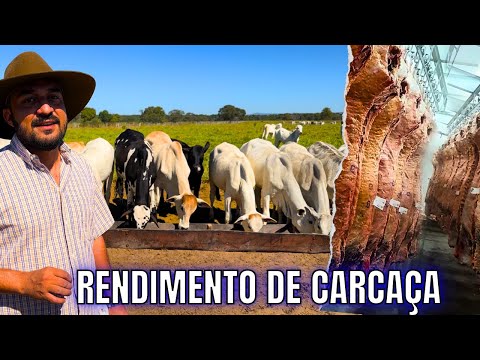 Como Cálcular o Rendimento de Carcaça do Boi Gordo