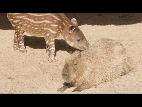 Unlikely Friends: Baby Tapir Meets Capybara