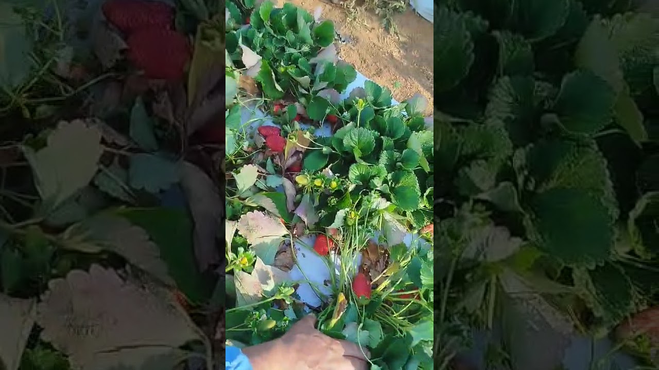 A produção dobrou