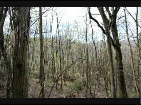 Voglia di libertà. Pierangelo Bertoli