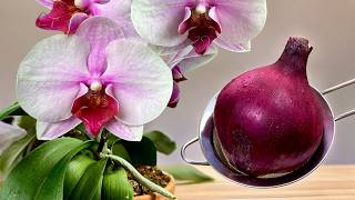 Ein wahrer Schatz für Ihre Pflanzen! Für ORCHIDEEN, ANTHURIUM, SPATIFILLUM und weitere🌺