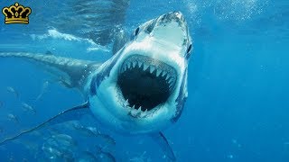 Why NO Aquarium In The WORLD Has a Great White Shark
