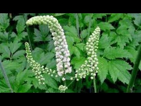 Ova biljka sprečava bolove u materici i reguliše hormone