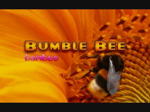 Bumblebee - Bambee