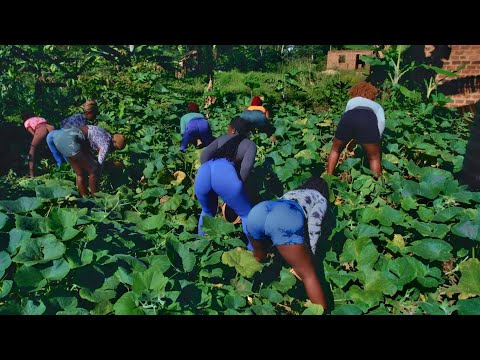 Lil Pazo Lunabe - Ensujju [ Official Video 4K ]