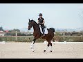 Jument- KWPN - 10 ans - Dressage - France