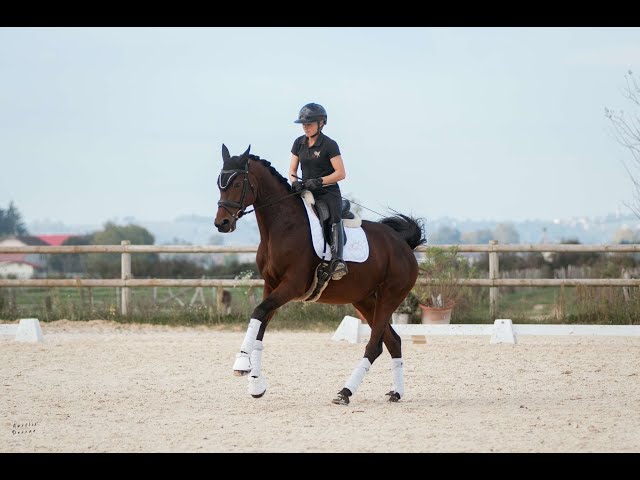 Jument- KWPN - 10 ans - Dressage - France
