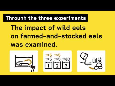 国際経済学科 Can farmed-and-stocked eels compete with wild eels?