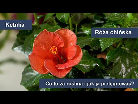 Róża chińska - uprawa i pielęgnacja. Jak dbać i uprawiać róże chińską?