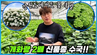 기존수국 대비 개화량 2배 미친 수국 VS 에메랄드 라임색 수국!! 미국에서 물건너온 신품종 수국 2종 무조…