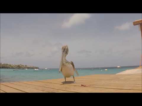 curacao the movie