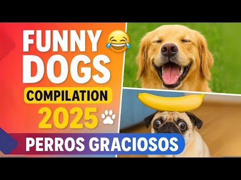 Funny Dogs Compilation 2025 😂🐾 | Perros Graciosos que Te Harán Reír Sin Parar
