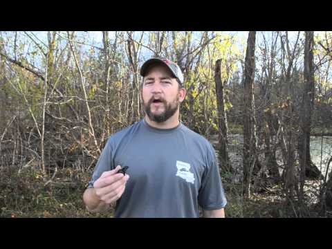 Q 91 Bobwhite Quail Call