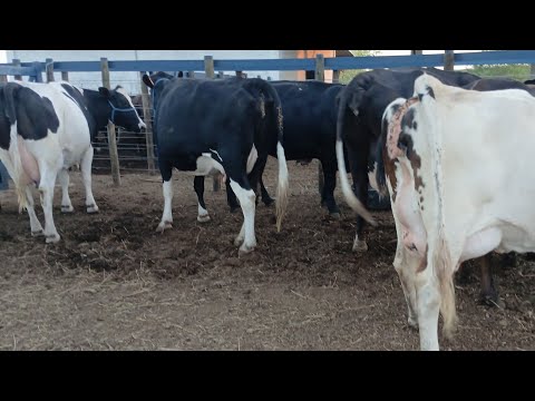 8 VACAS AMOJADA A VENDA 87981470453 LOCAL AGUAS BELAS PE