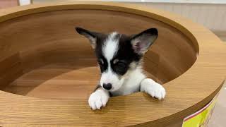 コーギーの動画01