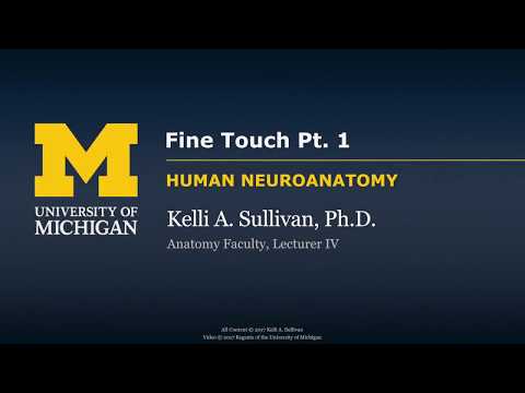 Nervous System: Fine Touch & Proprioception (part 1)