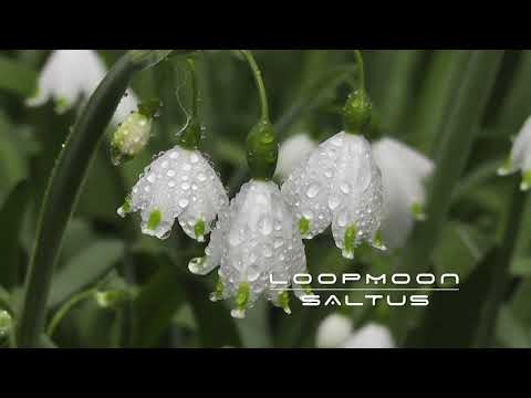 Loopmoon - Saltus - Anomaly LP