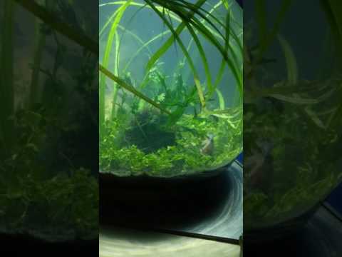 DIY dirted low tech fish tank bowl for Betta fish: walstad method