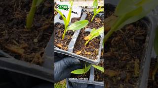 WANT PERFECT CORN? 🌽 HERE’S THE BEST TIME TO PLANT! #shorts