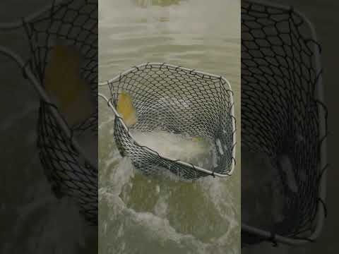 1-Metre Barramundi Landed! Epic Catch!