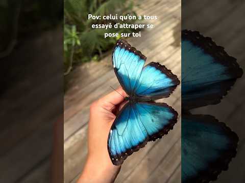 Le plus beau papillon du monde se pose sur toi 🦋#papillon #butterfly